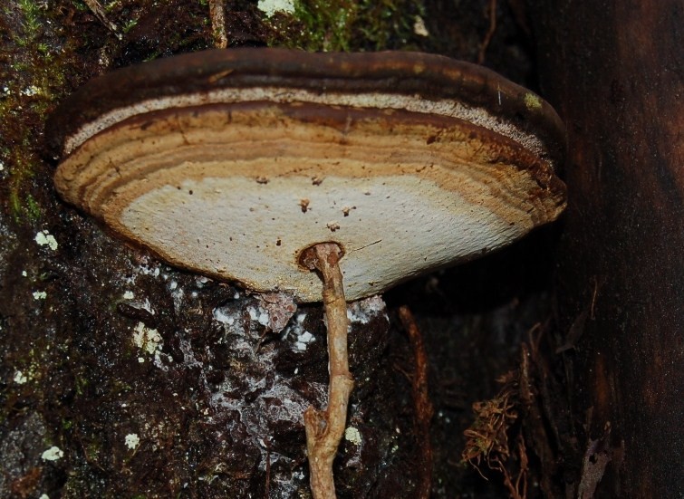 Funghi del 14 gennaio.